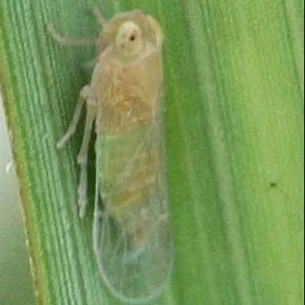 thumbnail for publication: El Cixíido Americano de las palmas, Myndus crudus Van Duzee (Insecta: Hemiptera: Auchenorrhyncha: Fulgoroidea: Cixiidae)